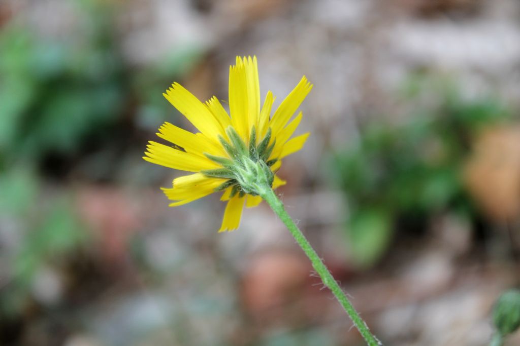 Hieracium murorum?